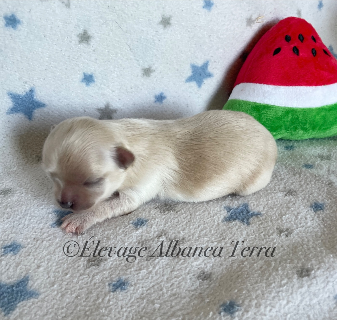 Albanea Terra - Chiots disponibles - Chihuahua
