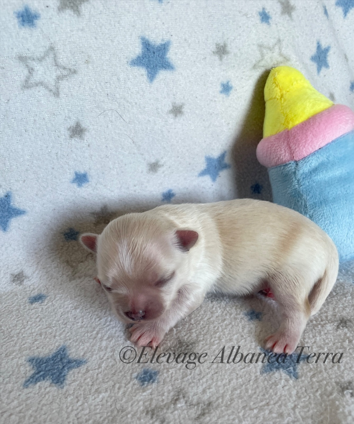 Albanea Terra - Chiots disponibles - Chihuahua