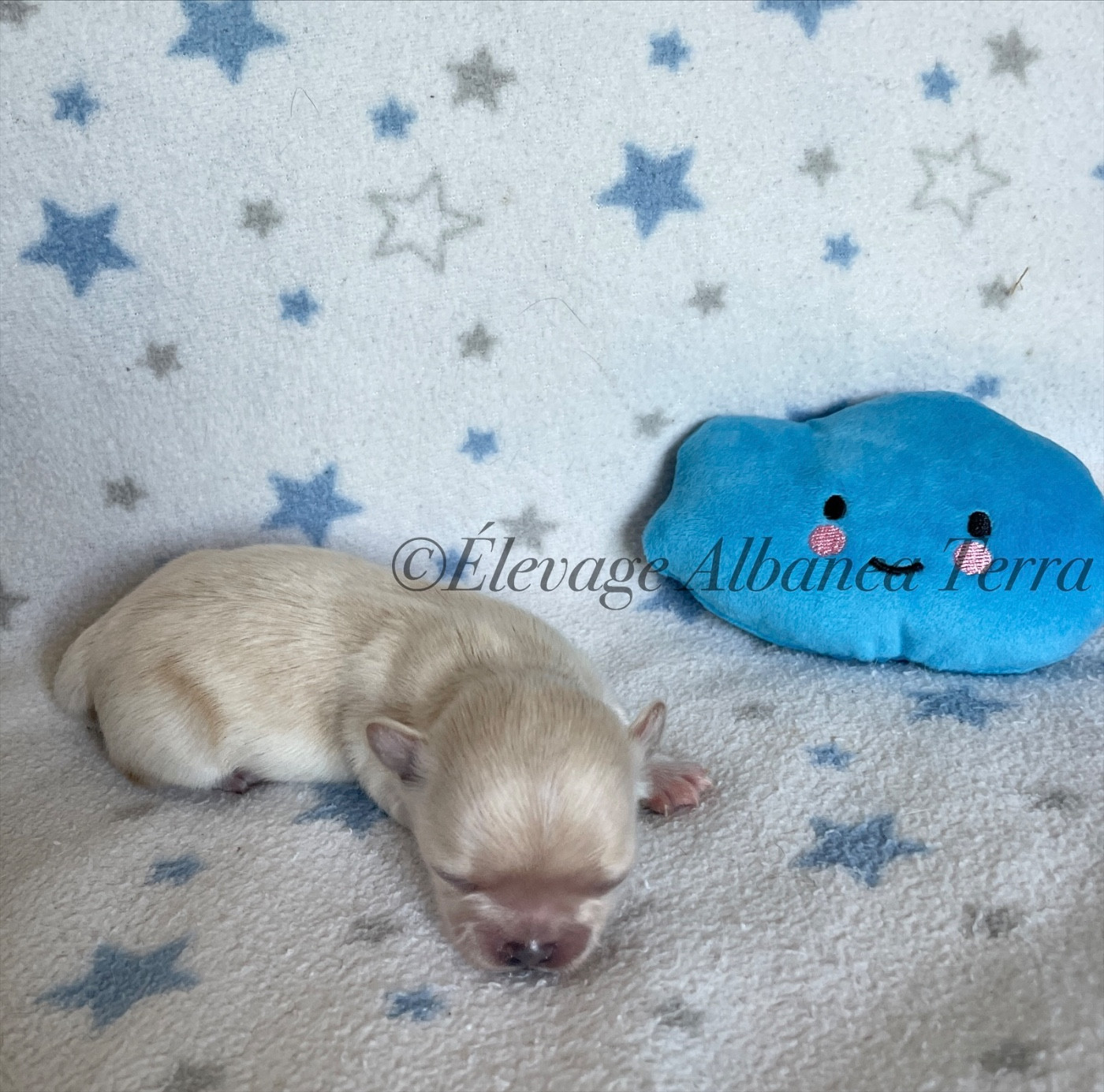 Albanea Terra - Chiots disponibles - Chihuahua