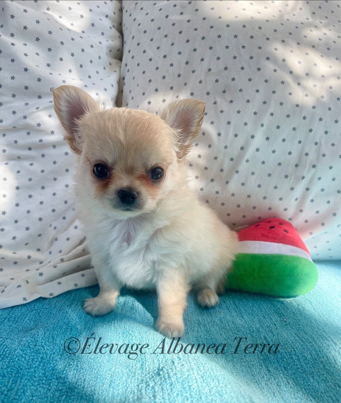 Albanea Terra - Chiots disponibles - Chihuahua