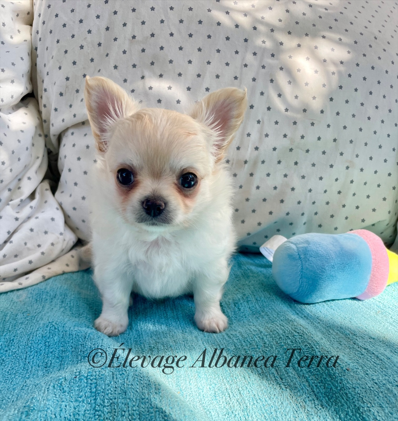 Albanea Terra - Chiots disponibles - Chihuahua